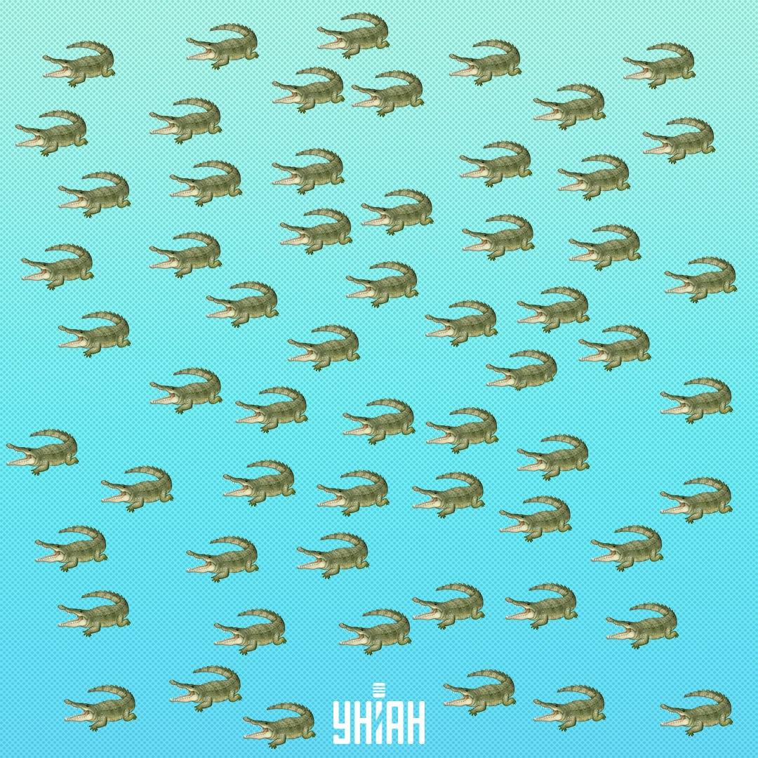 Het reptiel is verborgen, maar je zou het binnen 15 seconden moeten zien / Collage Moje