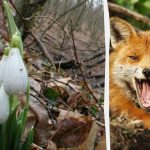 Optische illusie zal je laten zien wat je IQ is: