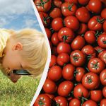 Snelle IQ-test: slechts enkelen vinden een granaatappel tussen de tomaten Snelle IQ-test: slechts enkelen vinden een granaatappel tussen de tomaten