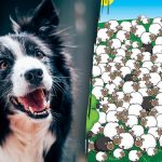 Waar de hond zich verstopt: slechts enkelen zullen hem binnen 5 seconden tussen de schapen vinden Waar de hond zich verstopt: slechts enkelen zullen hem binnen